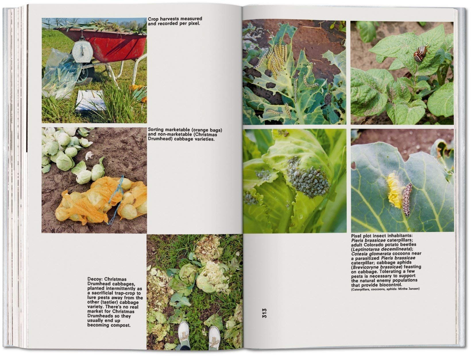  Koolhaas. Countryside. A Report_ Amo_9783836584395_Taschen GmbH 