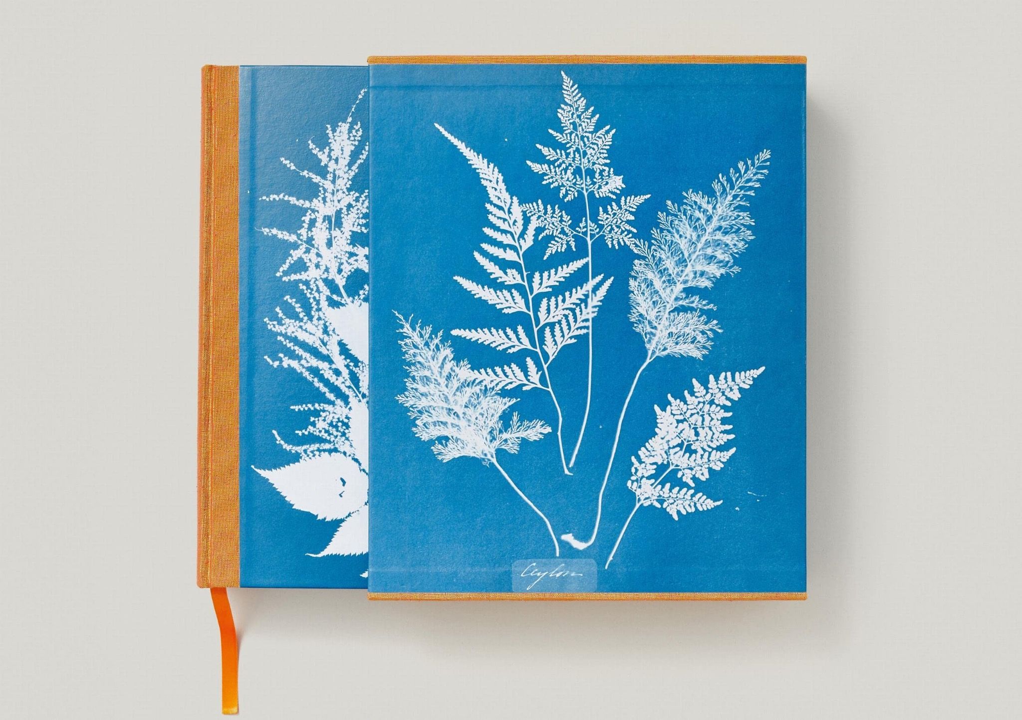  Anna Atkins: Cyanotypes 