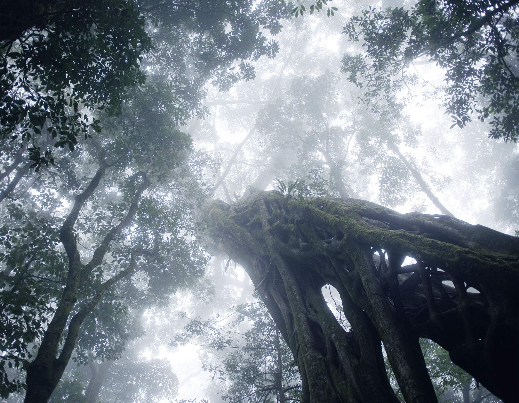  Forests in our World: How the Climate Affects Woodlands 