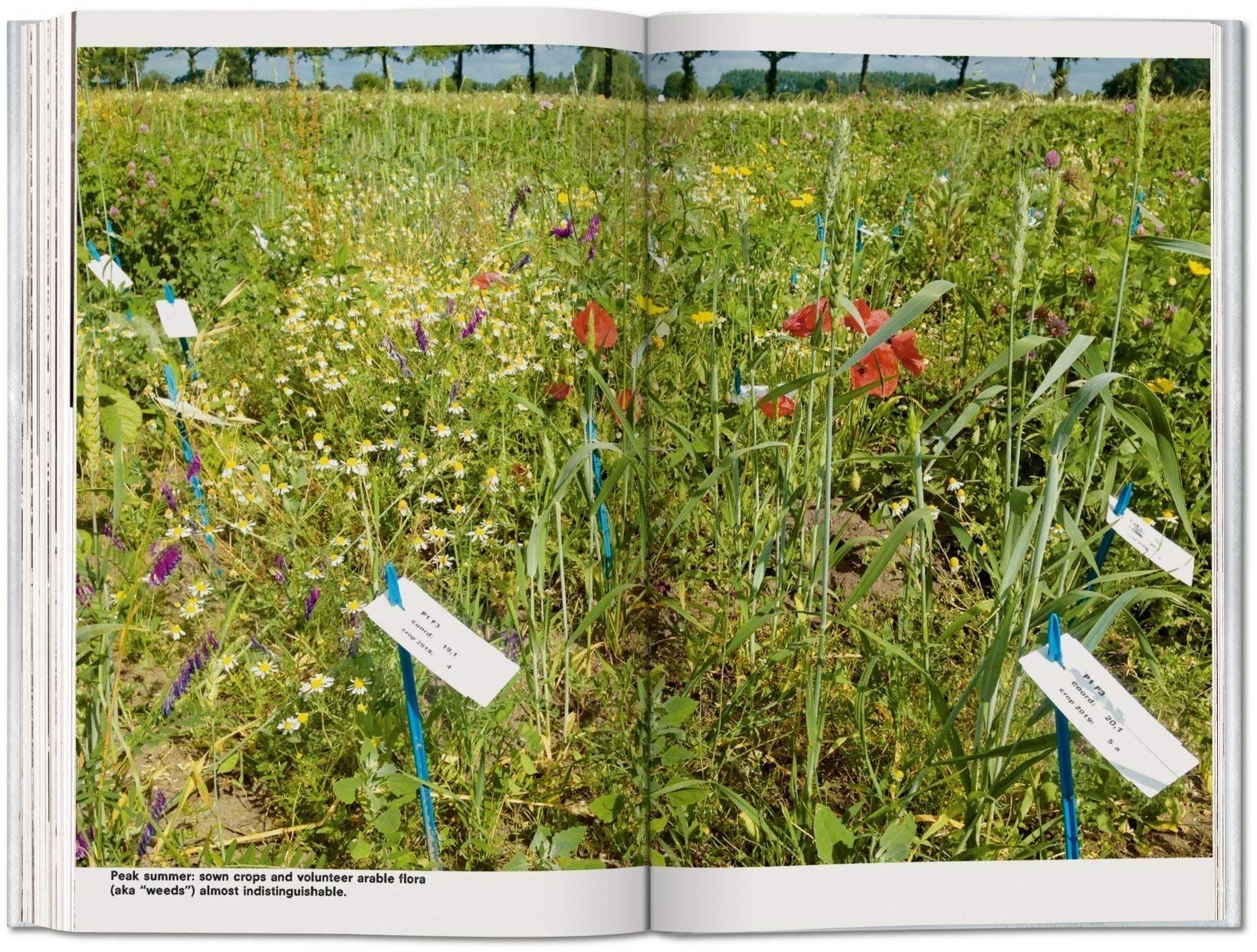  Koolhaas. Countryside. A Report_ Amo_9783836584395_Taschen GmbH 