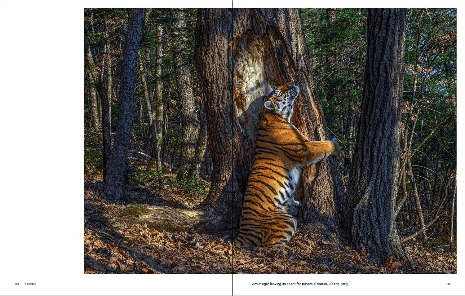  Why We Photograph Animals 