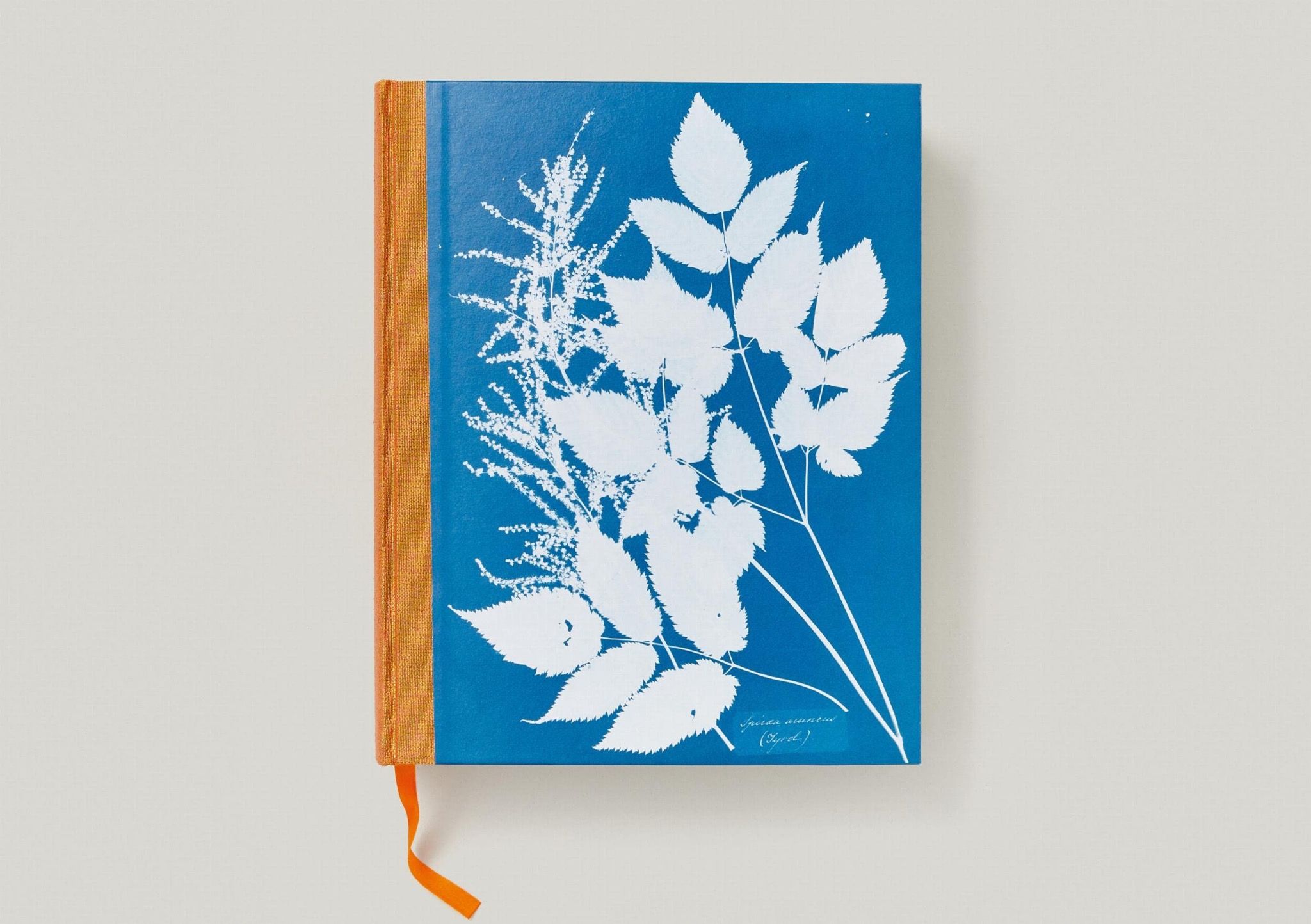  Anna Atkins: Cyanotypes 