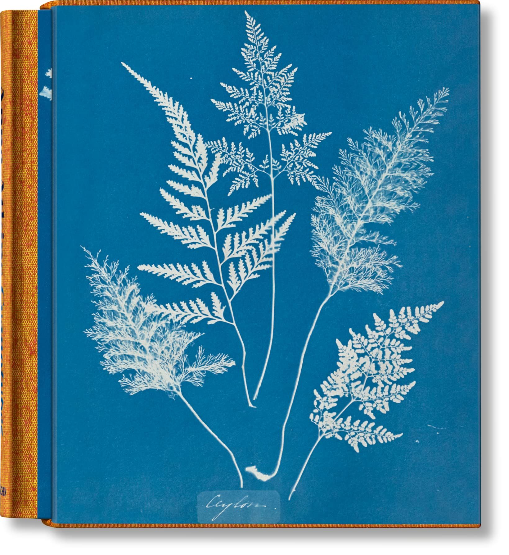  Anna Atkins: Cyanotypes 