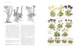  The Art of Botanical Illustration 