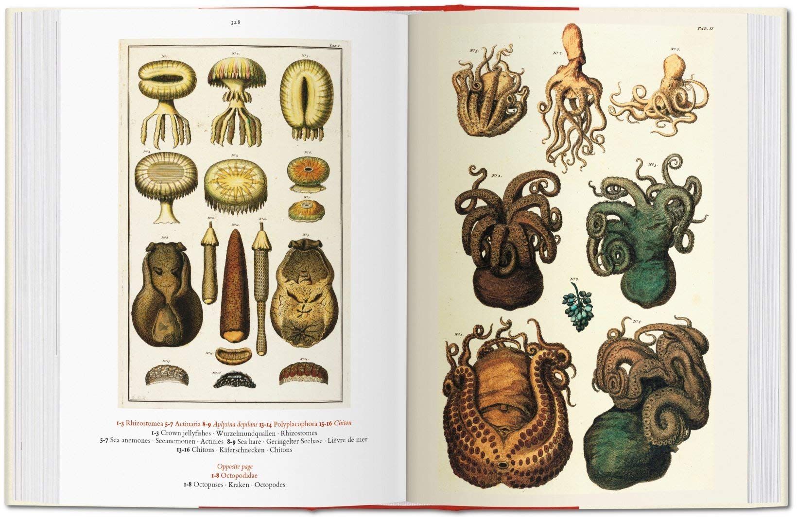  Seba. Cabinet of Natural Curiosities. 40th Ed. 