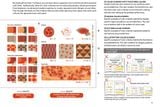  Japanese Color Harmony Dictionary: Traditional Colors: The Complete Guide for Designers and Graphic Artists 