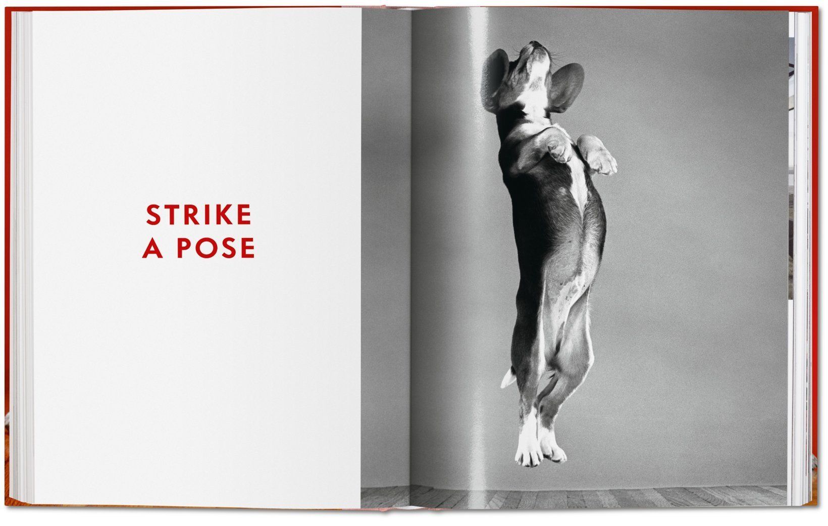  Dogs. Photographs 1941-1991_Walter Chandoha_9783836584296_Taschen GmbH 