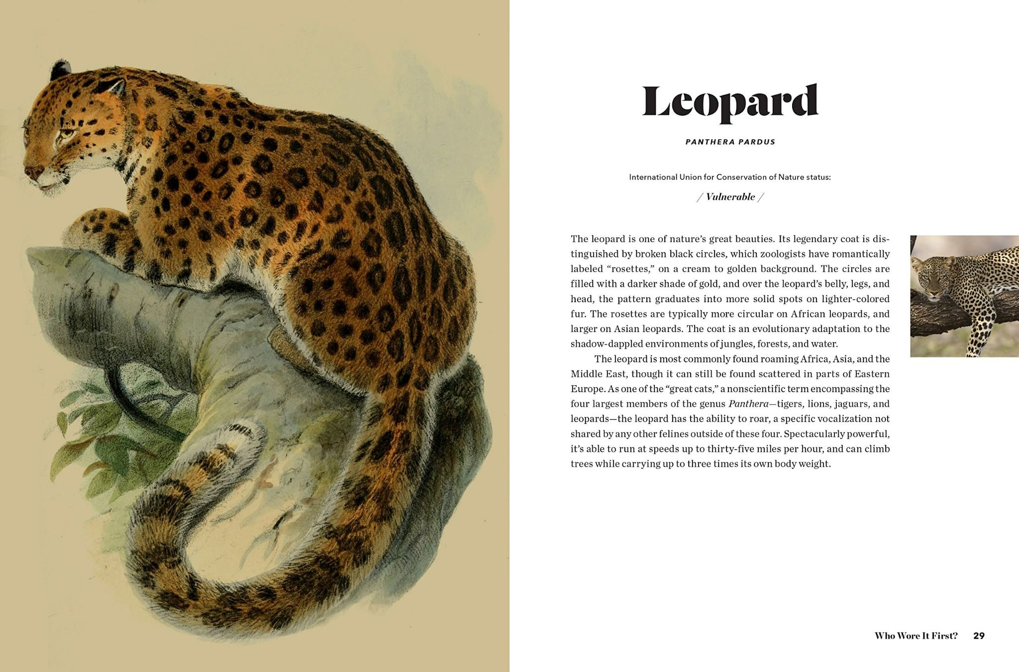  Fierce : The History of Leopard Print_Jo Weldon_9780062692955_Harper Design 