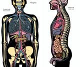  Inside the Body : An extraordinary layer-by-layer guide to human anatomy 