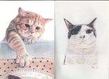  Cats' Kingdom : Illustration Collection_Kaori Seno_9781910596791_Design Media Publishing (UK) Limited 