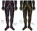  Inside the Body : An extraordinary layer-by-layer guide to human anatomy 