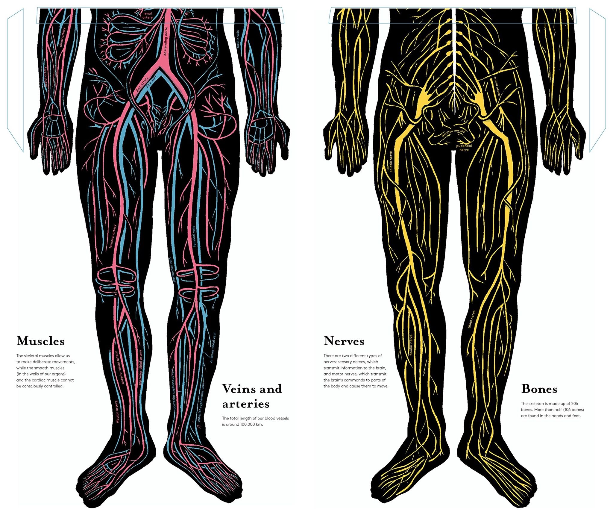  Inside the Body : An extraordinary layer-by-layer guide to human anatomy 