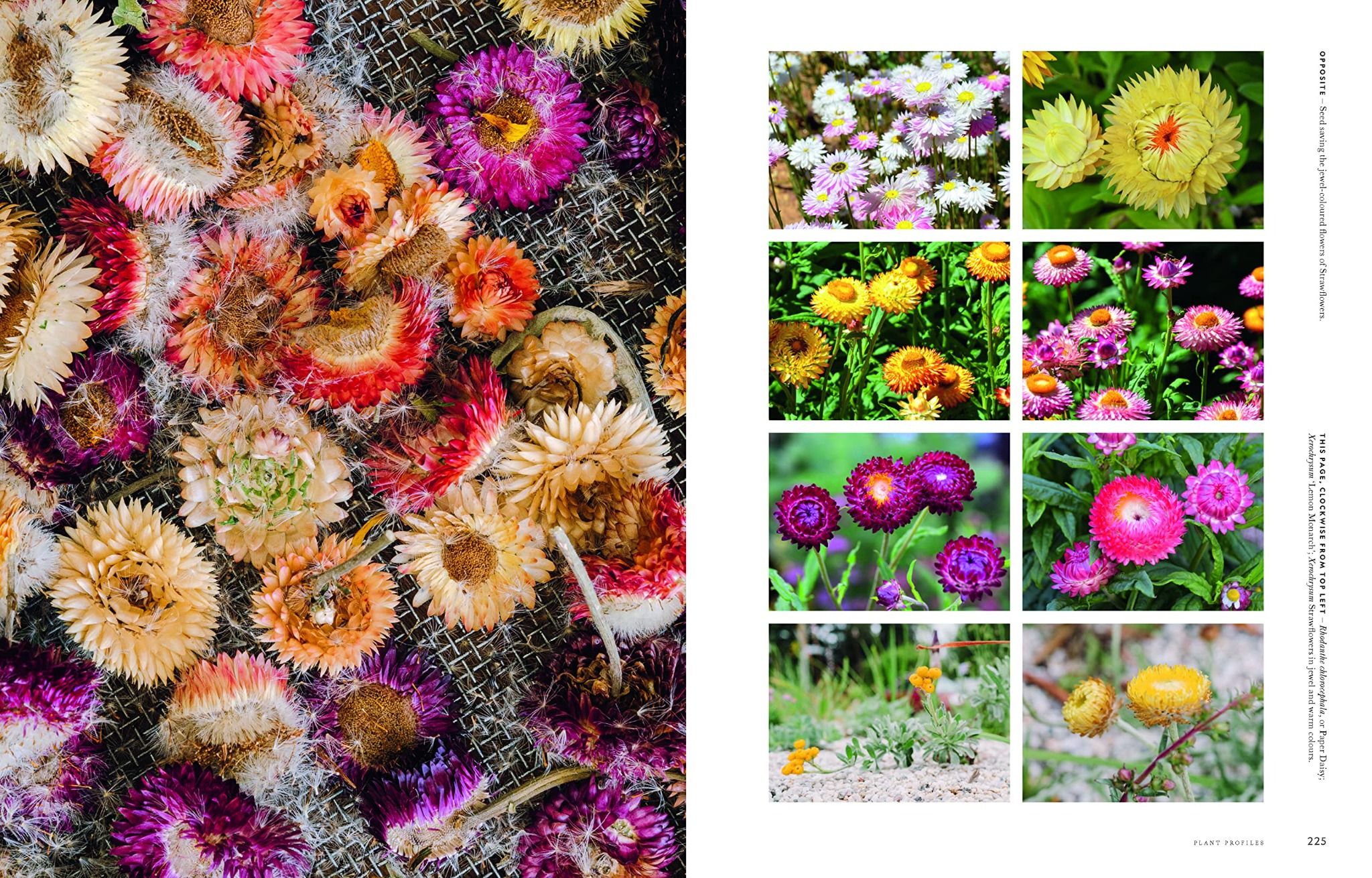  Super Bloom: A Field Guide To Flowers For Every Gardener 