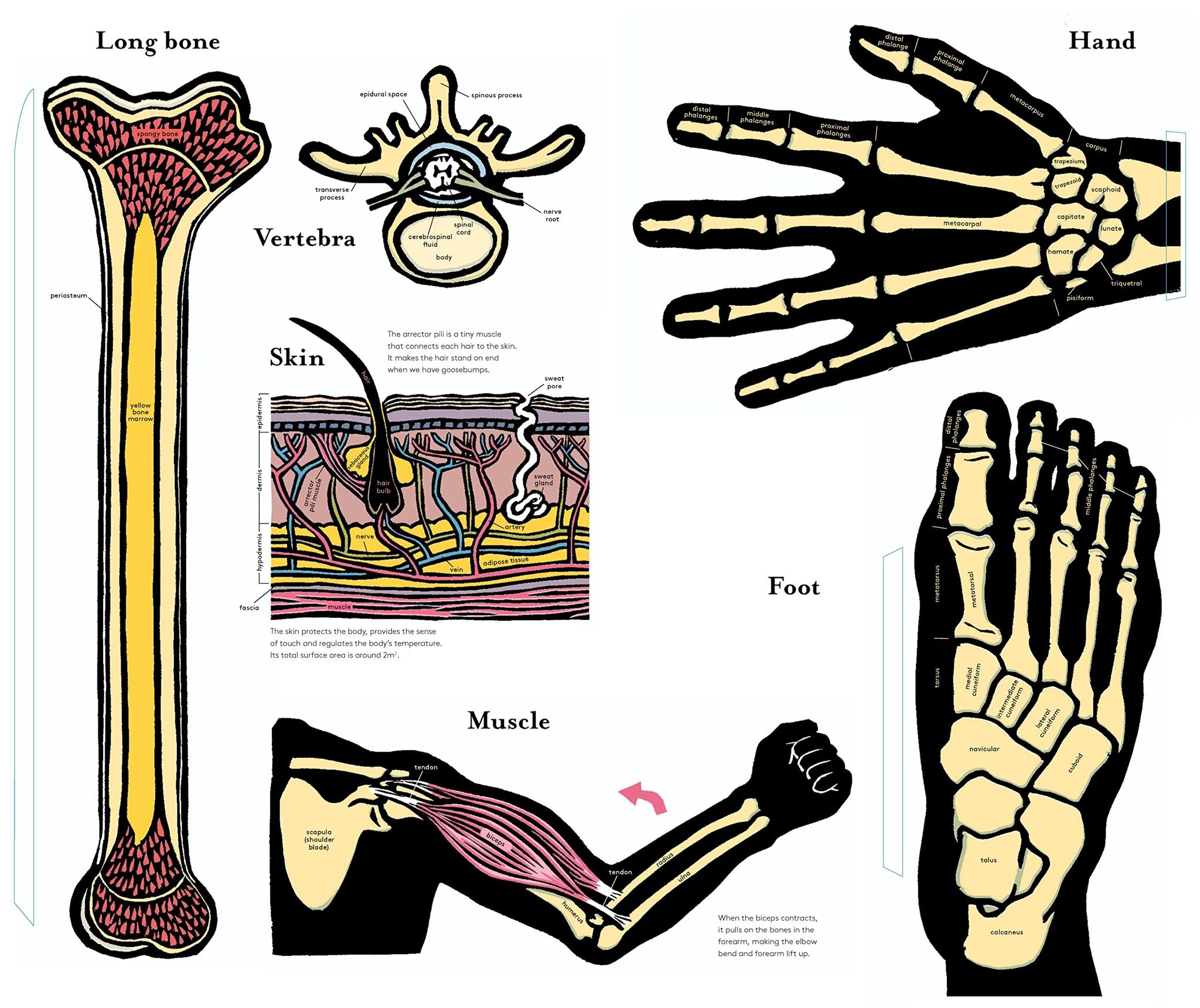  Inside the Body : An extraordinary layer-by-layer guide to human anatomy 