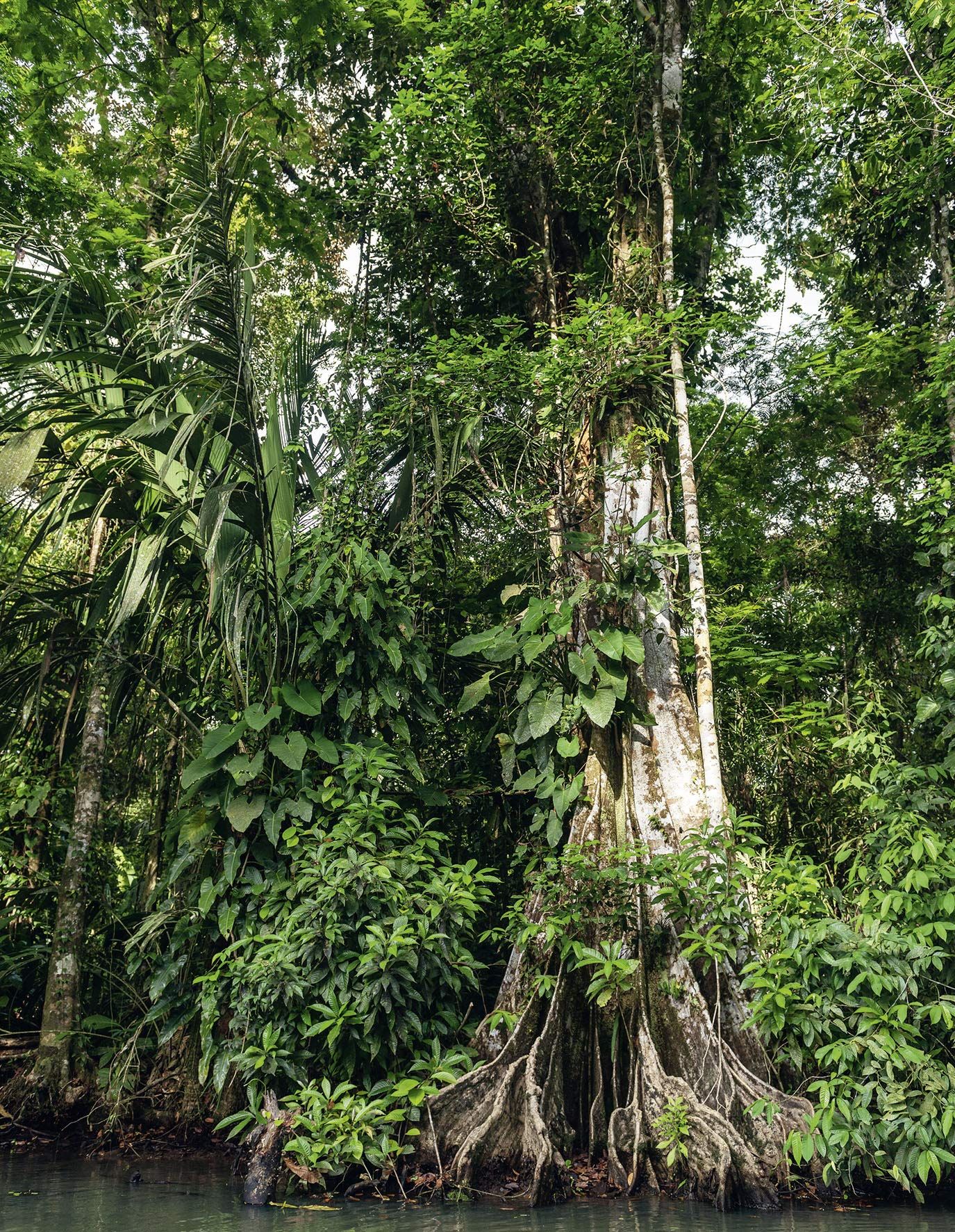  Forests in our World: How the Climate Affects Woodlands 