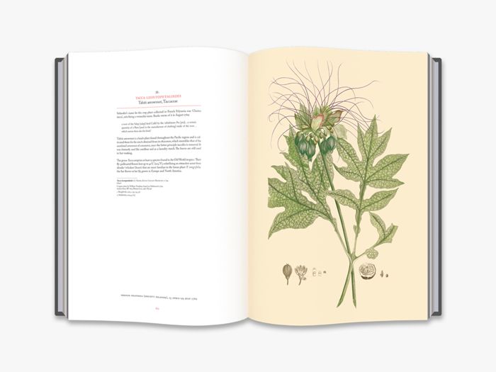  Joseph Banks' Florilegium_Joseph Studholme_9780500022870_Thames & Hudson 