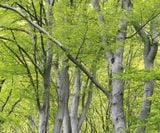  Forests in our World: How the Climate Affects Woodlands 
