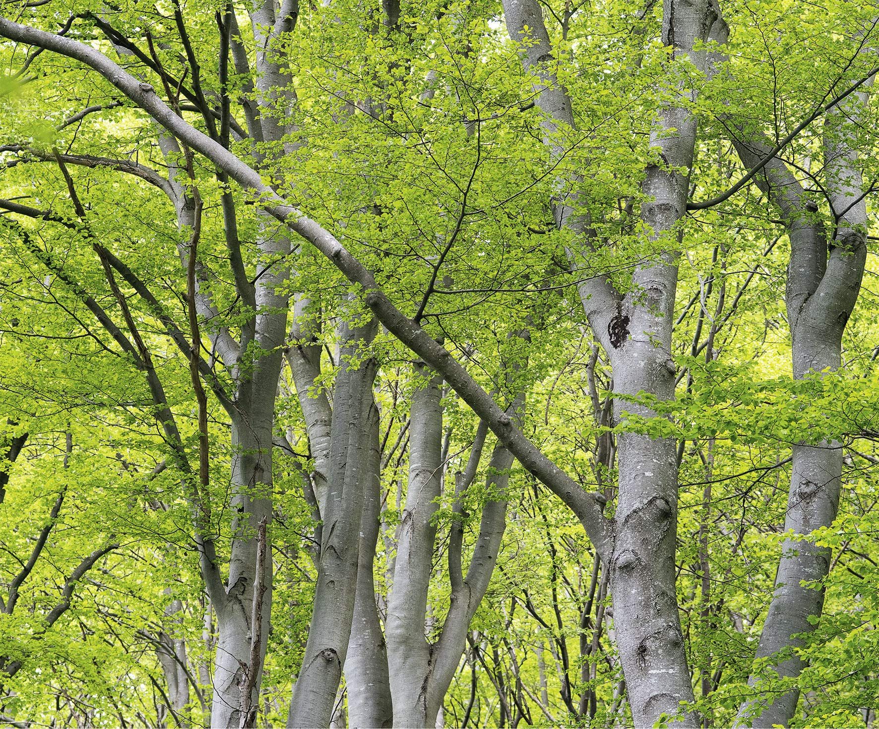  Forests in our World: How the Climate Affects Woodlands 