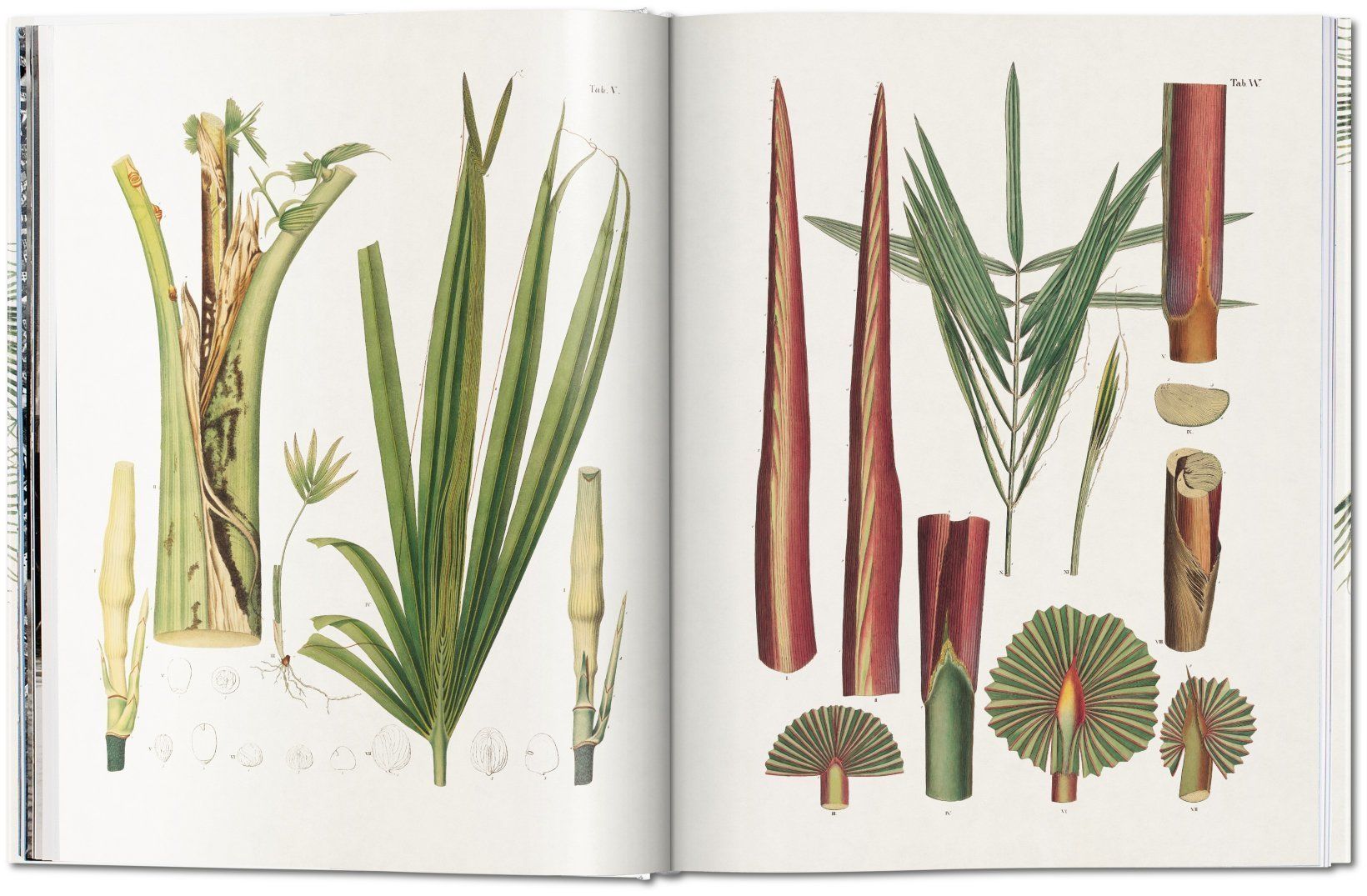  Martius: The Book Of Palms  _H. Walter Lack_9783836566148_Taschen 