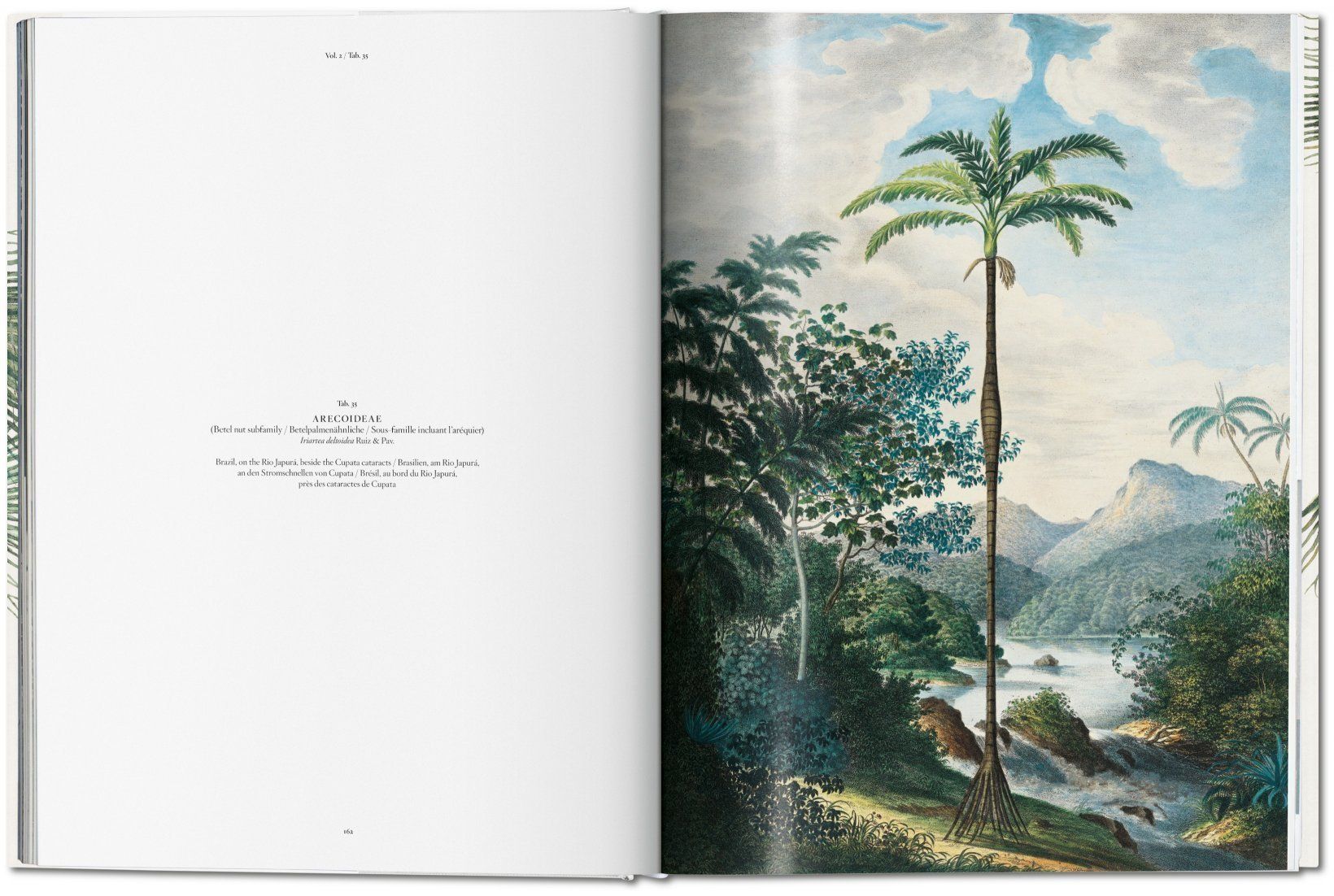  Martius: The Book Of Palms  _H. Walter Lack_9783836566148_Taschen 