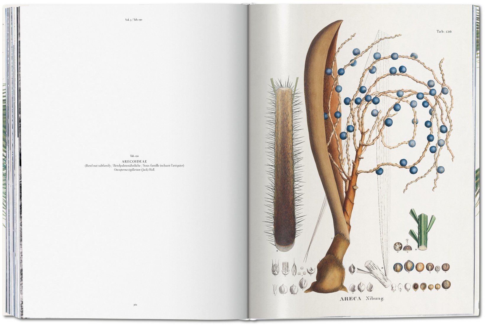  Martius: The Book Of Palms  _H. Walter Lack_9783836566148_Taschen 