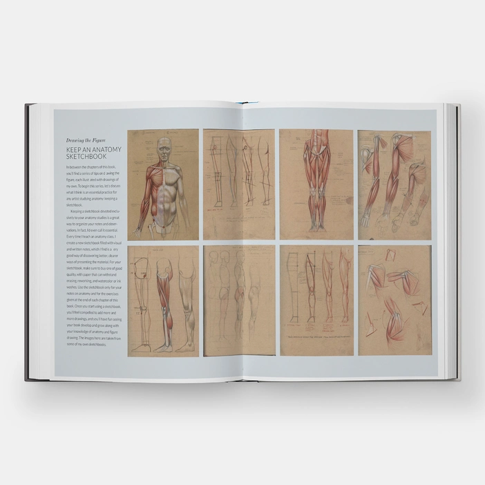  Basic Human Anatomy : An Essential Visual Guide for Artists 