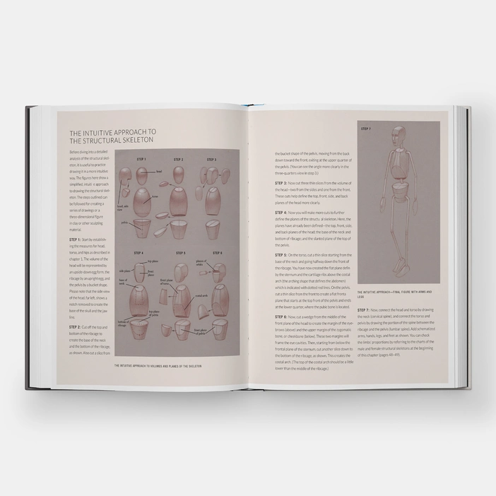  Basic Human Anatomy : An Essential Visual Guide for Artists 