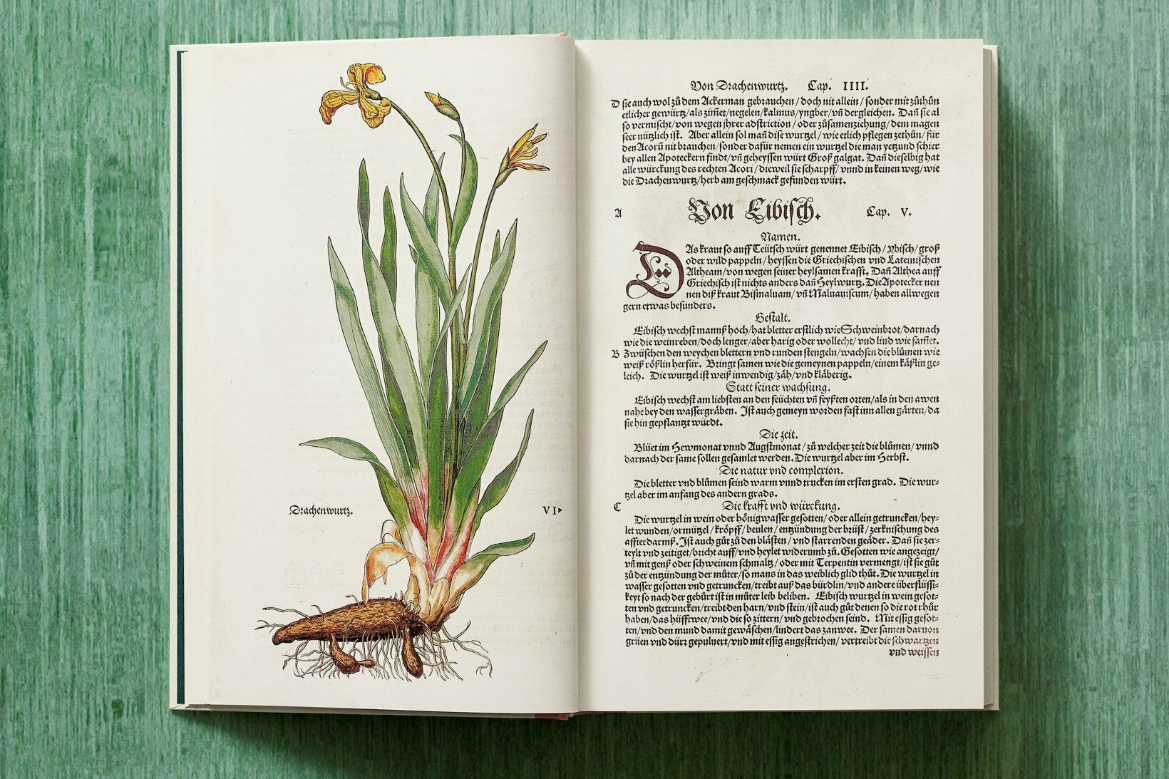  Leonhart Fuchs. The New Herbal_Werner Dressendoerfer_9783836587662_TASCHEN 