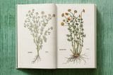  Leonhart Fuchs. The New Herbal_Werner Dressendoerfer_9783836587662_TASCHEN 