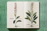  Leonhart Fuchs. The New Herbal_Werner Dressendoerfer_9783836587662_TASCHEN 