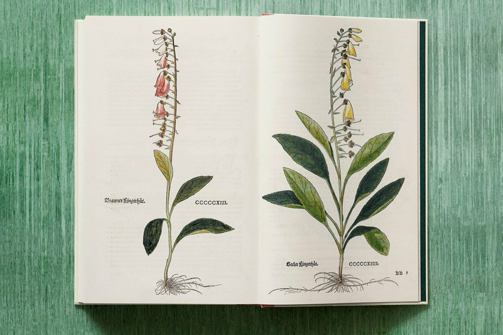 Leonhart Fuchs. The New Herbal_Werner Dressendoerfer_9783836587662_TASCHEN 