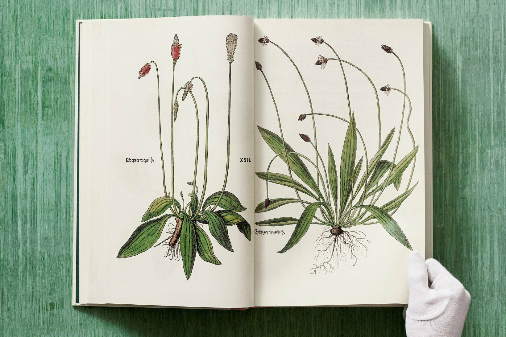  Leonhart Fuchs. The New Herbal_Werner Dressendoerfer_9783836587662_TASCHEN 