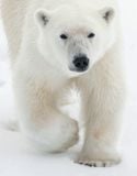  Polar Tales_Fredrik Granath_9780847868841_ Rizzoli International Publications 