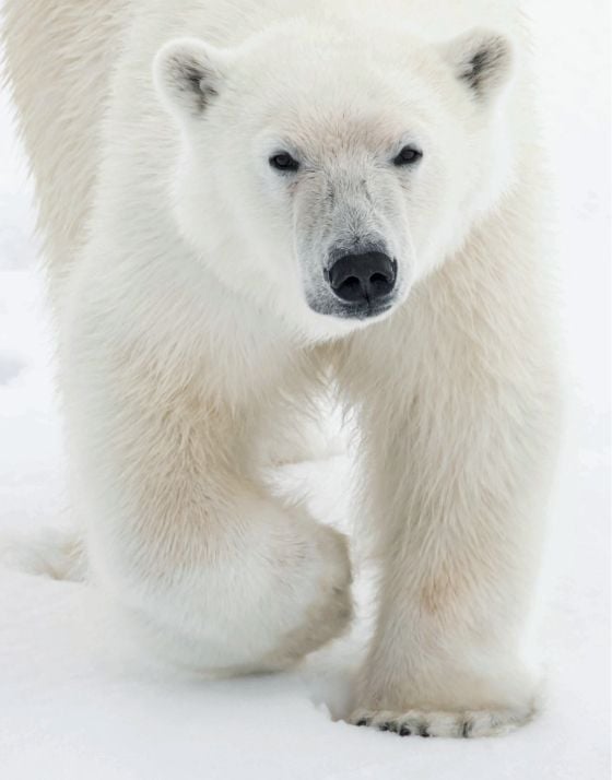  Polar Tales_Fredrik Granath_9780847868841_ Rizzoli International Publications 