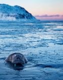  Polar Tales_Fredrik Granath_9780847868841_ Rizzoli International Publications 