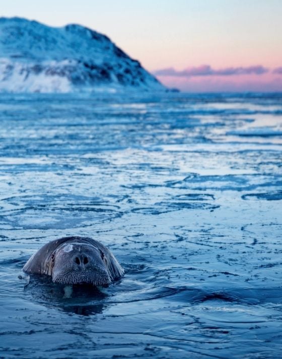  Polar Tales_Fredrik Granath_9780847868841_ Rizzoli International Publications 
