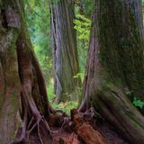  America's Great Forest Trails_Tim Palmer_9780847867578_Rizzoli International Publications 