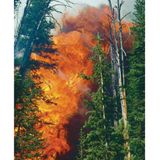  America's Great Forest Trails_Tim Palmer_9780847867578_Rizzoli International Publications 