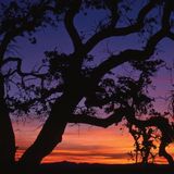  America's Great Forest Trails_Tim Palmer_9780847867578_Rizzoli International Publications 