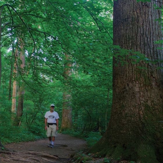  America's Great Forest Trails_Tim Palmer_9780847867578_Rizzoli International Publications 