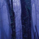  America's Great Forest Trails_Tim Palmer_9780847867578_Rizzoli International Publications 