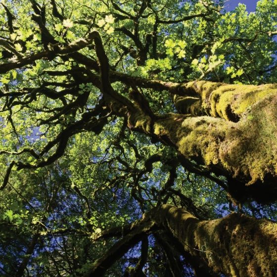  America's Great Forest Trails_Tim Palmer_9780847867578_Rizzoli International Publications 