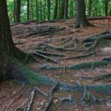  America's Great Forest Trails_Tim Palmer_9780847867578_Rizzoli International Publications 