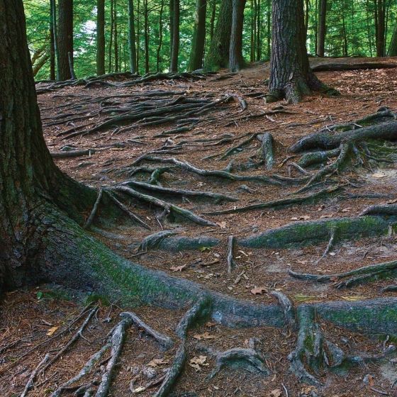  America's Great Forest Trails_Tim Palmer_9780847867578_Rizzoli International Publications 