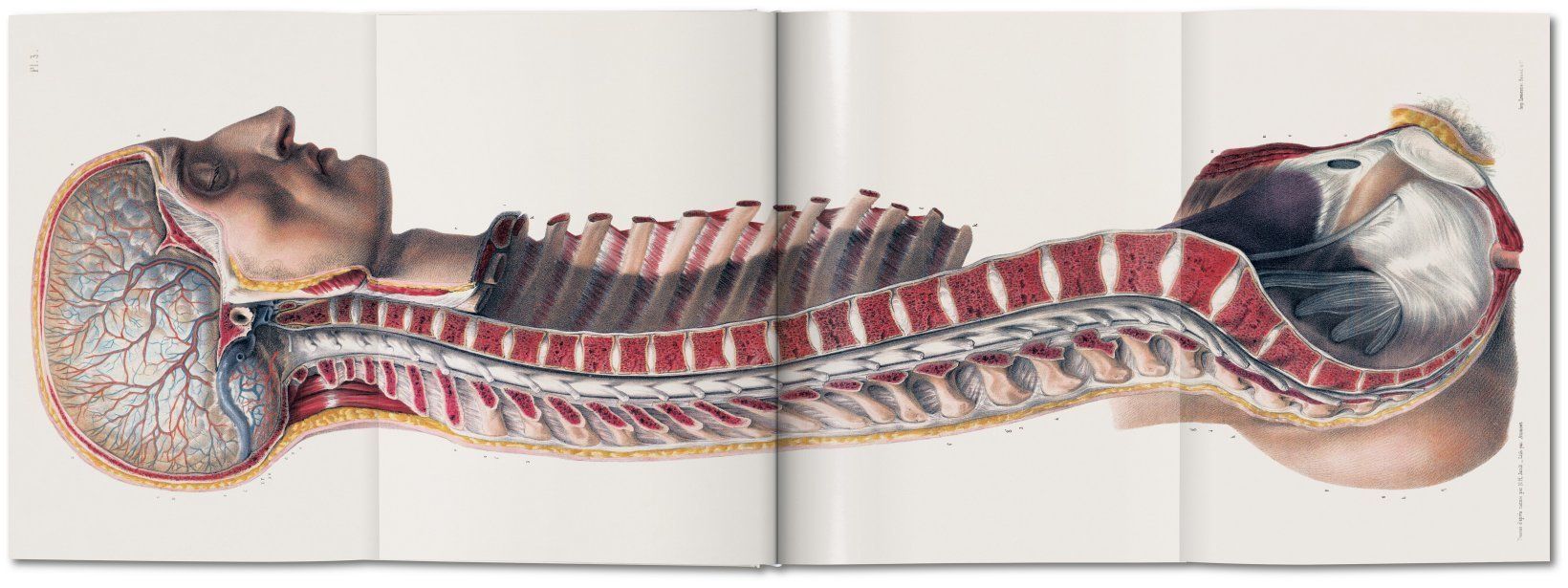  Atlas of Human Anatomy and Surgery_Jean-marie Le Minor & Henri Sick_9783836568982_Taschen GmbH 