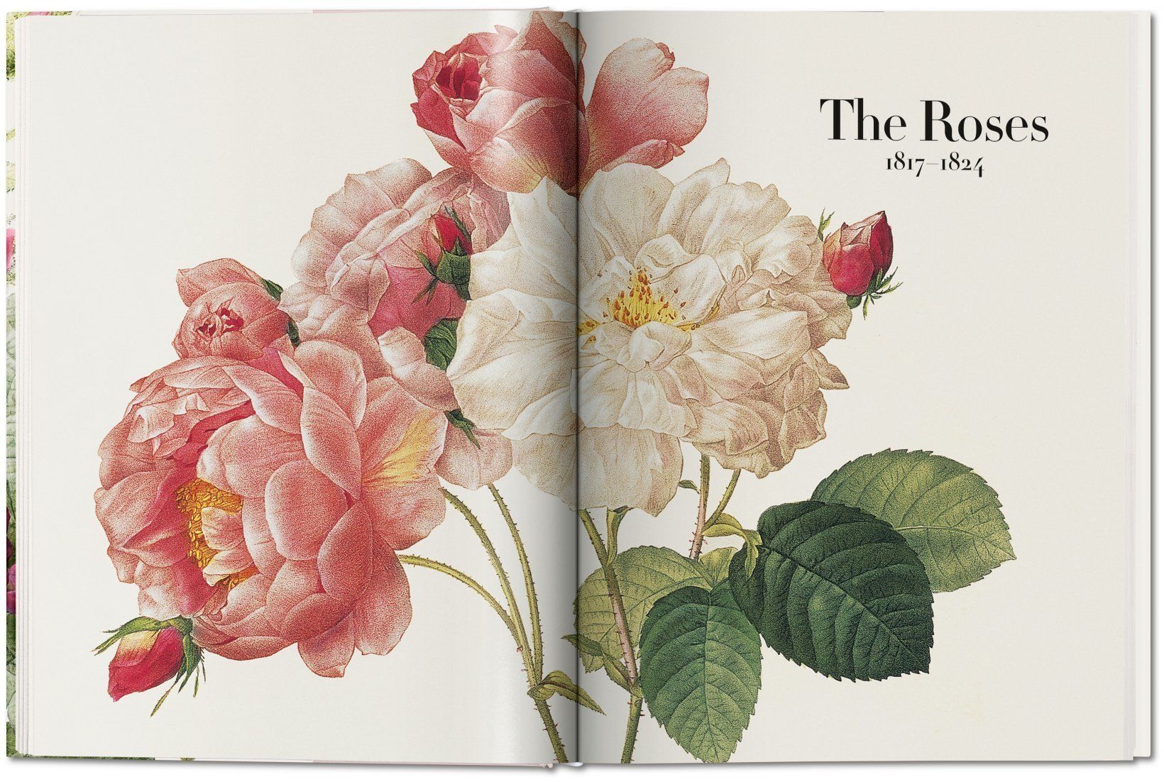  Redoute. The Book of Flowers_H. Walter Lack_9783836568937_Taschen 