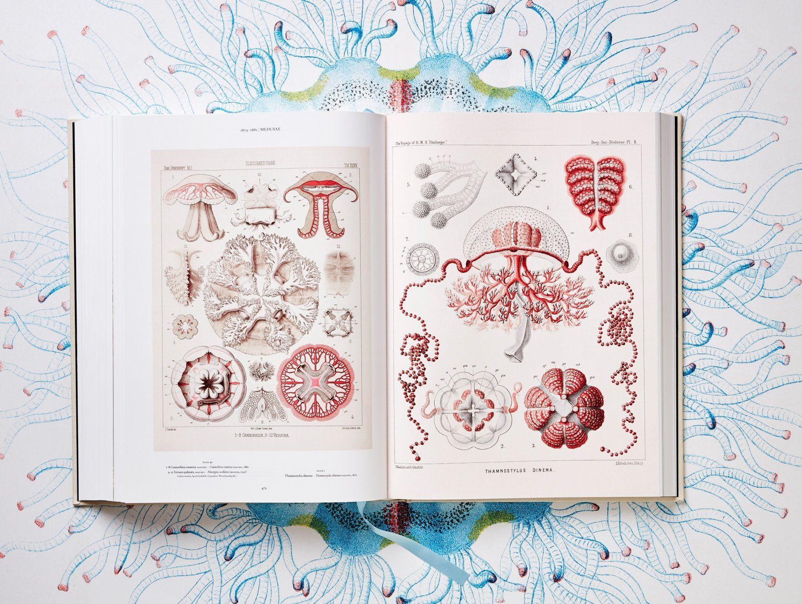  The Art and Science of Ernst Haeckel_9783836526463_Taschen 