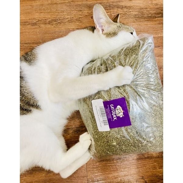  Catnip phê pha cho mèo (Gói chiết 15g) 