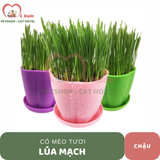  Chậu cỏ lúa mì 