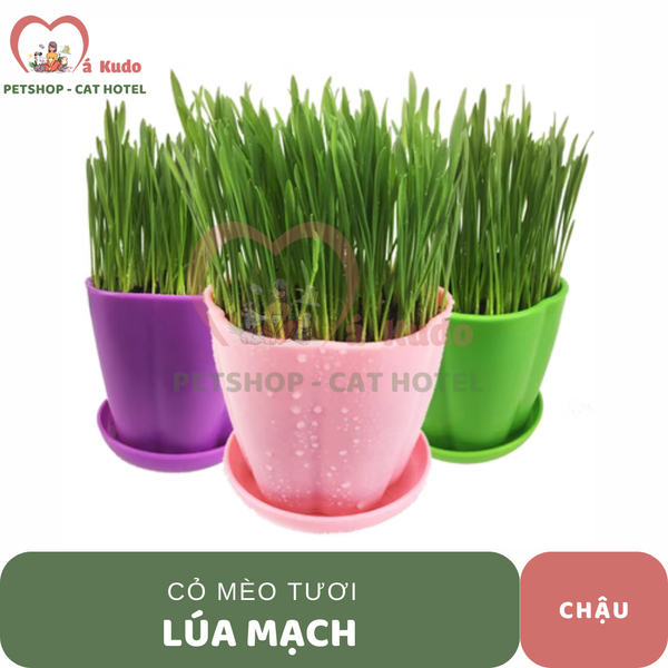  Cỏ mèo tiêu búi lông 